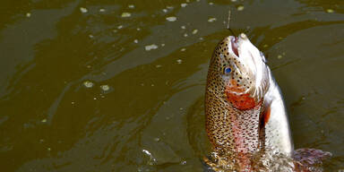 Mariazeller Biofischzucht ist insolvent