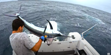 Attacke: Speerfisch spie&szlig;t Angler fast auf