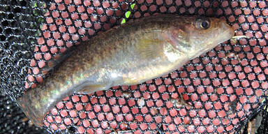 Wiener Forscher macht Sensationsfund