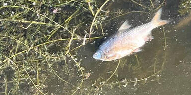 Fisch Fischsterben