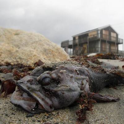 So massiv sind die Hurrikan-Schäden in den USA