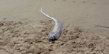 Fisch