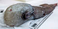 Forscher entdecken legendären "Fisch ohne Gesicht"