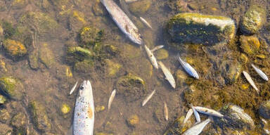 Fischsterben nach Gift-Drama in der Lavant
