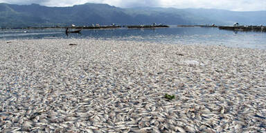 Seltsames Fischsterben