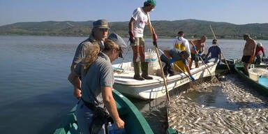 Massen-Fischsterben in Italien