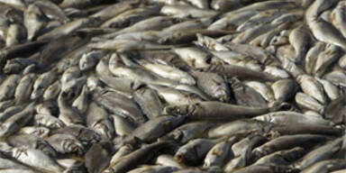 fischsterben
