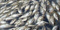 fischsterben