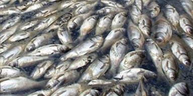 fischsterben