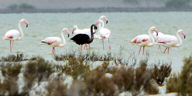 Einziger schwarzer Flamingo gesichtet