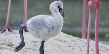 Flamingo Schönbrunn