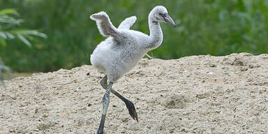 Flamingo-Küken in Schönbrunn geschlüpft