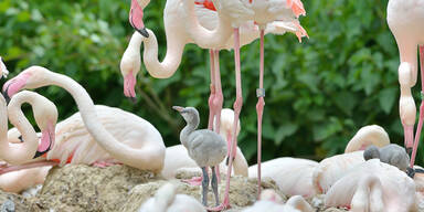Flamingo-Küken in Schönbrunn geschlüpft