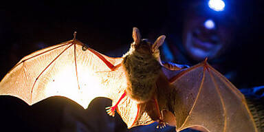 Mann (46) stirbt nach Tollwut-Attacke von Vampir-Fledermaus