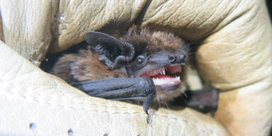 Flederm&auml;use freuen sich &uuml;ber Insekten