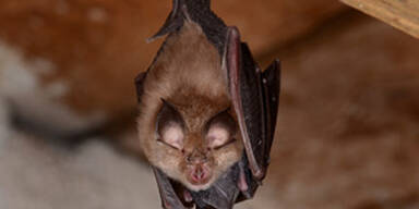 Vampir-Alarm bei Polizei