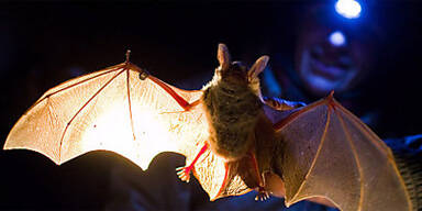 2 neue Fledermausarten in &Ouml;sterreich