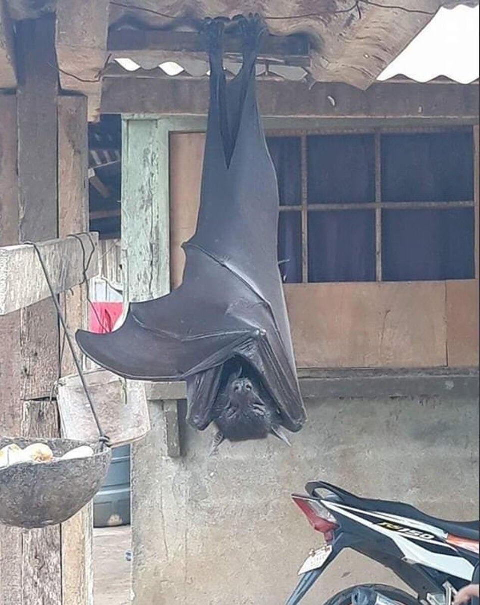 Ist diese Fledermaus so groß wie ein Mensch?