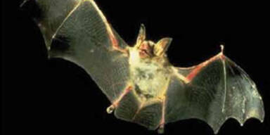 fledermaus