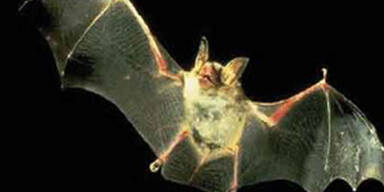 fledermaus