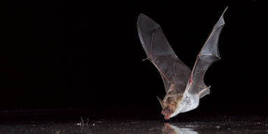 Achtj&auml;hriger nach Fledermaus-Biss gestorben