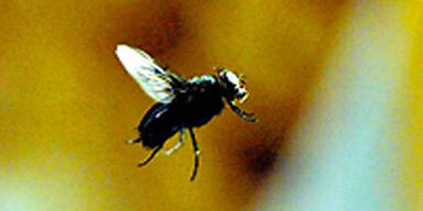 fliege
