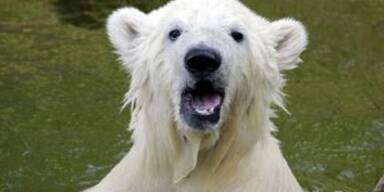 Flocke darf keine Siesta mehr machen