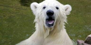 Flocke darf keine Siesta mehr machen