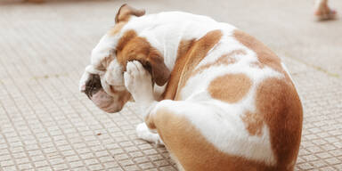 Die 5 h&auml;ufigsten Insektenstiche