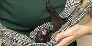 Tierpflegerin als Flughundmutter