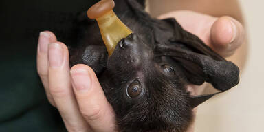 Tierpflegerin als Flughundmutter