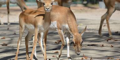 Hirschziegen-Antilope Sch&ouml;nbrunn