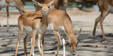 Hirschziegenantilopen in Schönbrunn