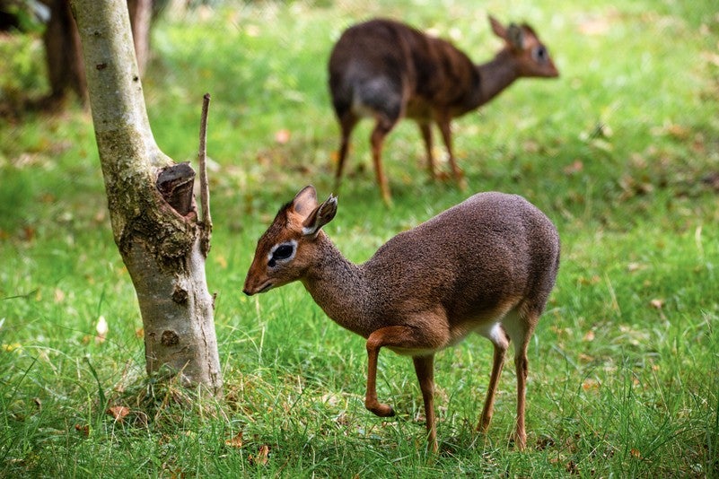 Kirk-Dikdik Schönbrunn