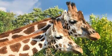 giraffenschönbrunn