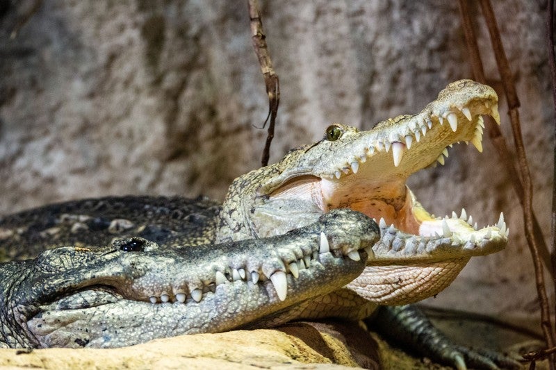 Beulenkrokodil Schönbrunn