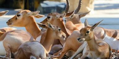 Hirschziegen-Antilope Sch&ouml;nbrunn