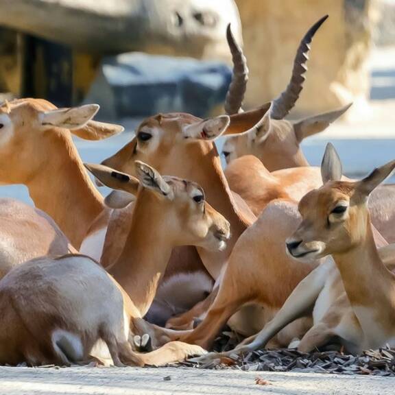 Hirschziegen-Antilope Schönbrunn