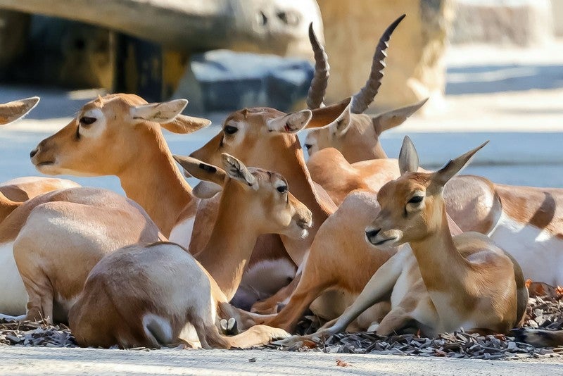 Hirschziegen-Antilope Schönbrunn