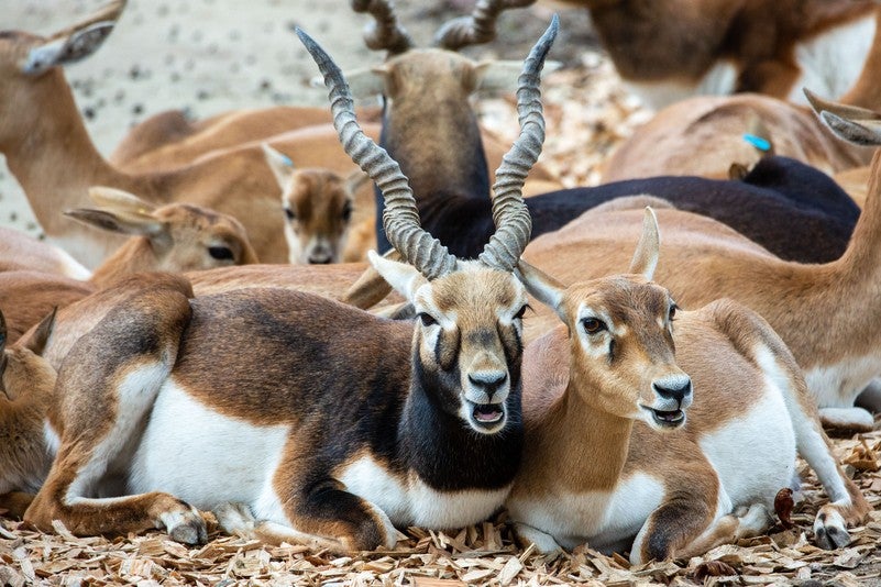 Hirschziegen-Antilope Schönbrunn