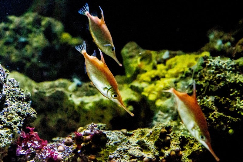 Schnepfenfisch Schönbrunn