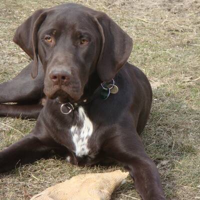 Hundewahl - Lennox, 14 Moante