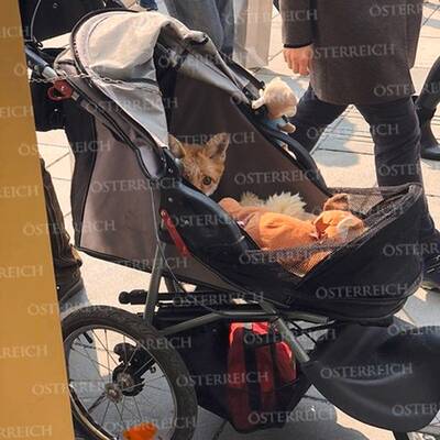 Paar geht mit Fuchs in Wien spazieren