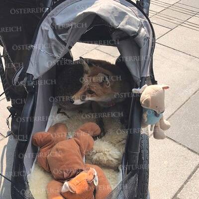 Paar geht mit Fuchs in Wien spazieren