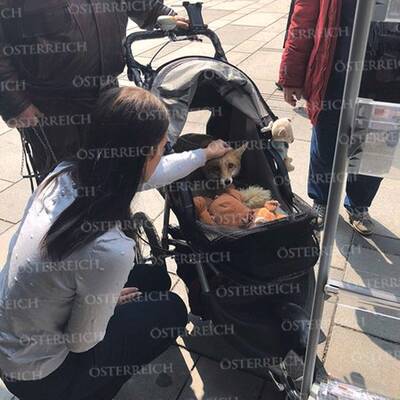 Paar geht mit Fuchs in Wien spazieren