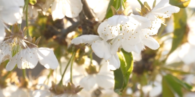 frühling.png