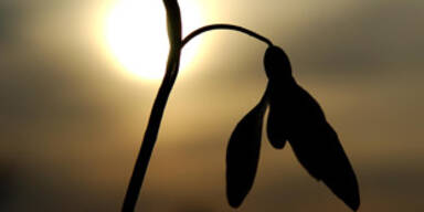 frühling