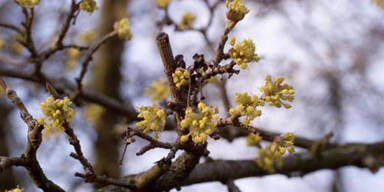 Super-Frühling ab 13. Februar