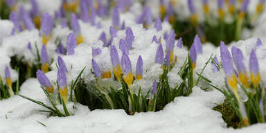 frühling_schnee