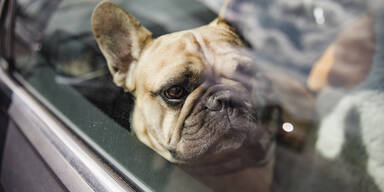 Franz&ouml;sische Bulldogge